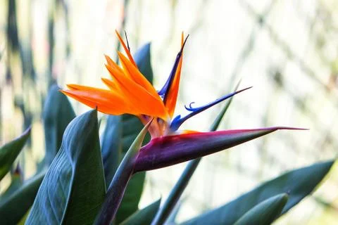 Bird of paradise Stock Photos