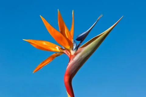 Bird of paradise 스톡 사진