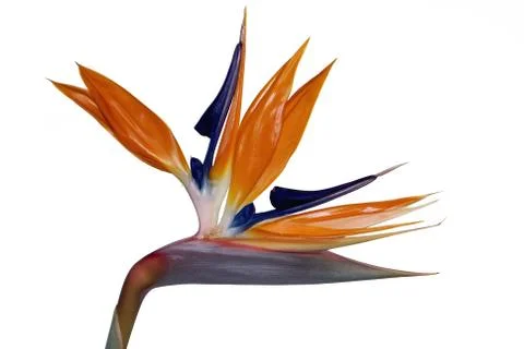 Bird Of Paradise Foto stock