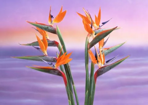 Bird-of-paradise Stock Photos