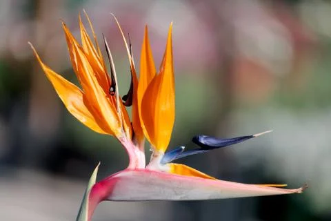 Bird of paradise Stock-Fotos