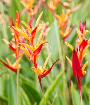 Bird of paradise 库存照片