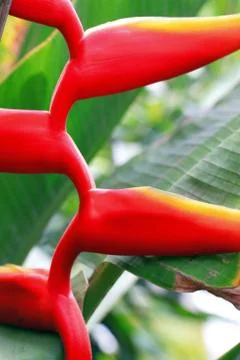 Bird of paradise. Foto stock
