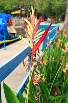 Bird of paradise Stock Photos