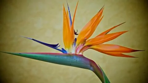 Bird of paradise 스톡 사진