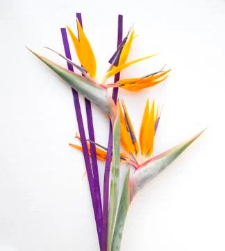 Bird of Paradise Stock Photos
