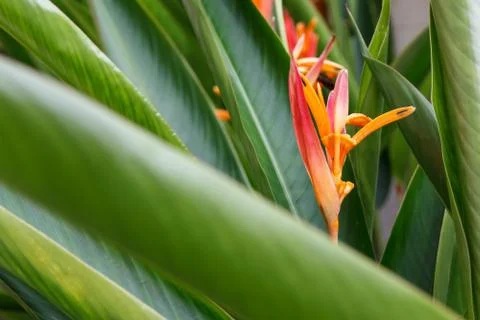 Bird of paradise Stock Photos