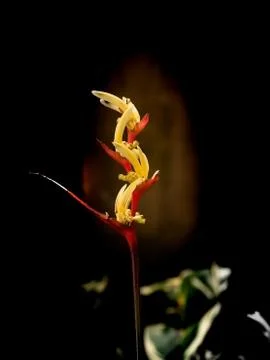Bird of paradise Stock Photos