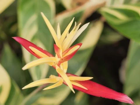 Bird of paradise Stock Photos