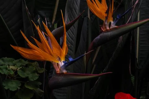 Bird of Paradise Stock Photos
