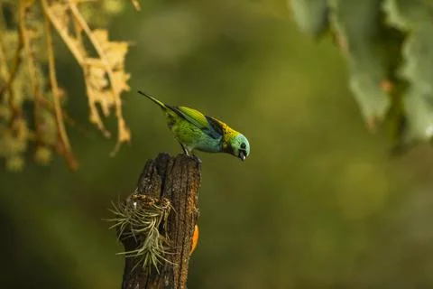 Bird of paradise Foto stock