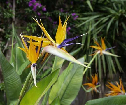 Bird of paradise Stock Photos