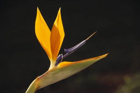 Bird Of Paradise Stock Photos