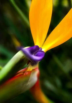BIRD OF PARADISE Stock Photos