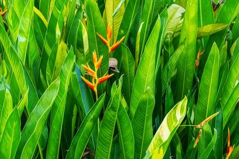 Bird of paradise Foto stock