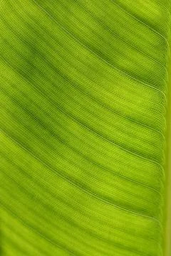 Bird of paradise Stock Photos