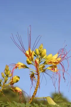 Bird of paradise Stock-Fotos