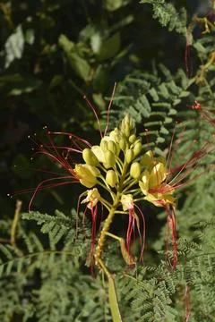 Bird of paradise 写真素材