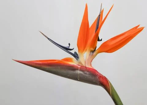 Bird of paradise Fotos de archivo
