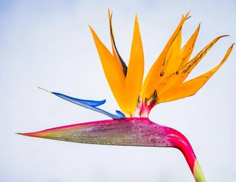Bird of paradise Stock Photos