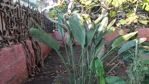 Bird of paradise plant flower medium shot blowing waving in wind Stock Footage 252151736
