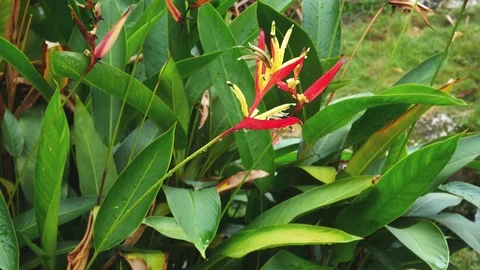 Bird of Paradise plants Vidéo 78249898