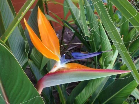 Bird of Paradise, Poolside Stock Photos