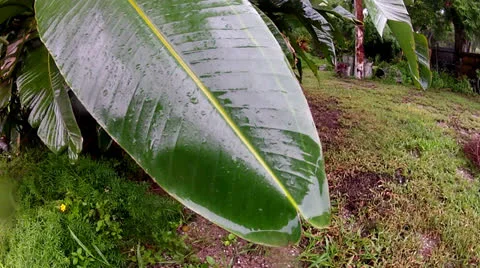 Bird of Paradise Rain Vidéo 25593141