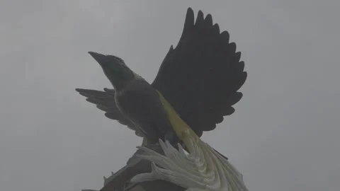 Bird of paradise statue Stock Footage 247040952