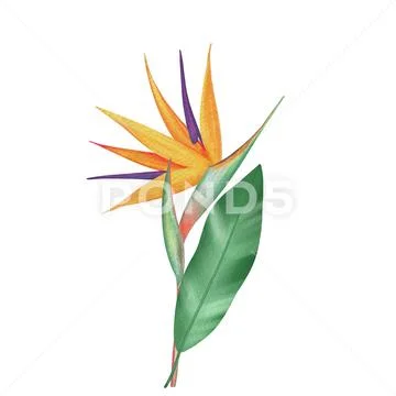 Bird of paradise, Strelitzia flower Stock Illustration