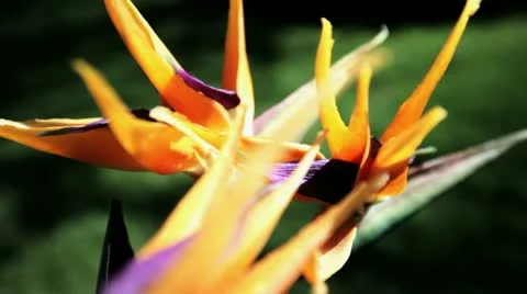 Bird of paradise (Strelitzia) Stock Footage 10891994