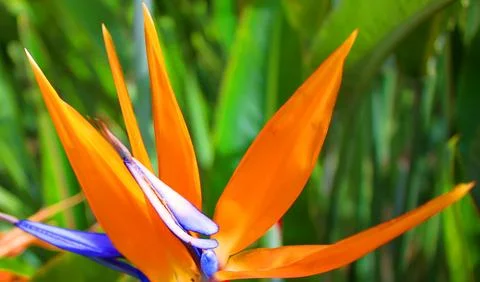 Bird of paradise (Strelitzia) Stock-Fotos