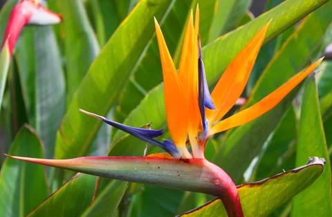 Bird of paradise (Strelitzia) Stock-Fotos