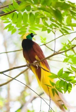 Bird of paradise on a tree Stock Photos