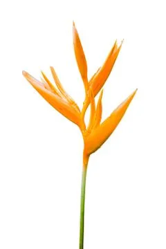 Bird Paradise on white background. Stock-Illustration