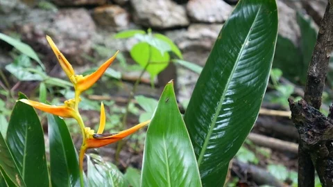 Bird of paradise young shoot Stock Footage 78681728