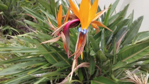 Bird of paridise Vídeo Stock 244721280