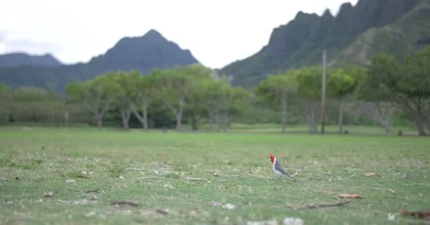 Bird at Park in front of Mountain, Steady Tripod Stock Footage 68662727