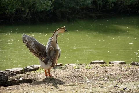 Bird in a park Stock Photos