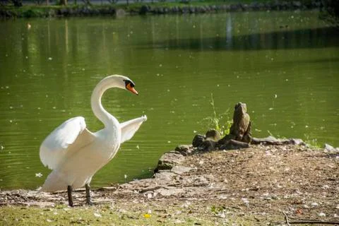 Bird in a park Stock Photos