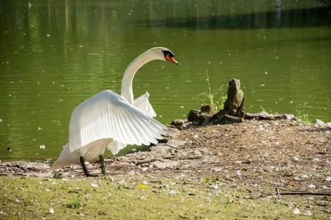 Bird in a park Stock Photos