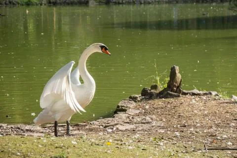 Bird in a park Stock Photos