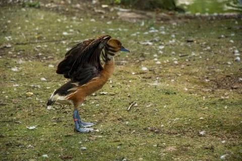 Bird in a park Stock Photos