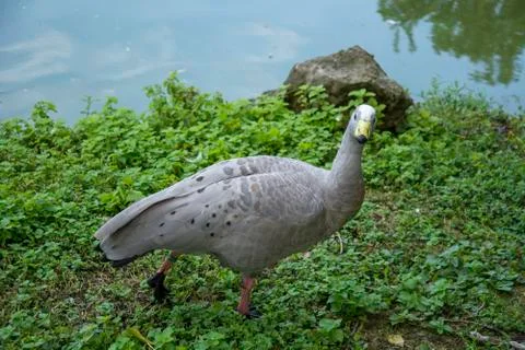 Bird in a park Stock Photos