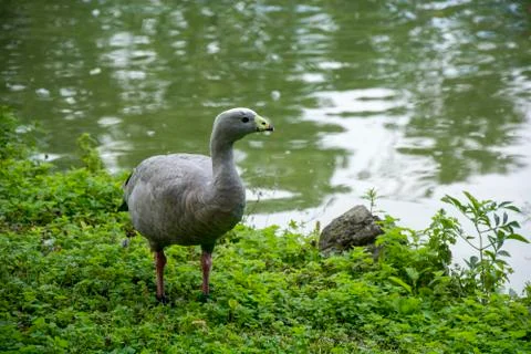 Bird in a park Stock Photos
