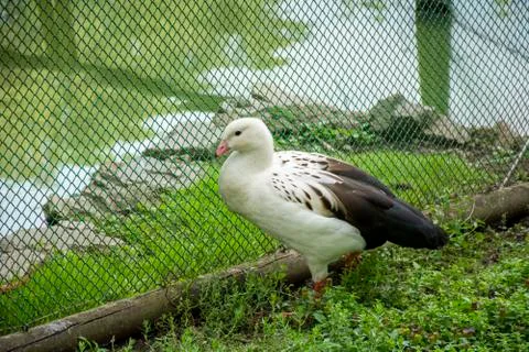 Bird in a park Stock Photos