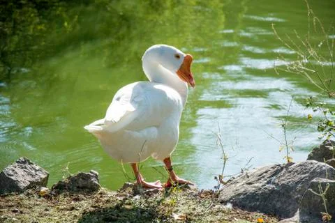Bird in a park Stock Photos
