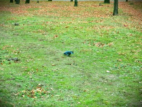 Bird in the park Foto stock