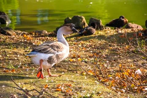 Bird in a park Stock Photos