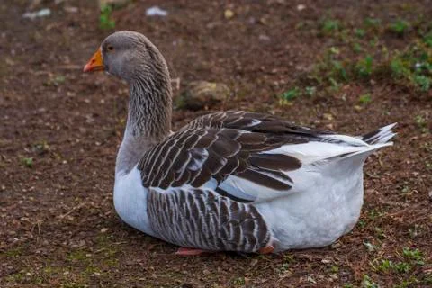 Bird in a park Foto stock